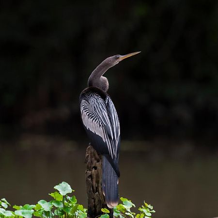 Appartamento The Corner House Tortuguero Esterno foto