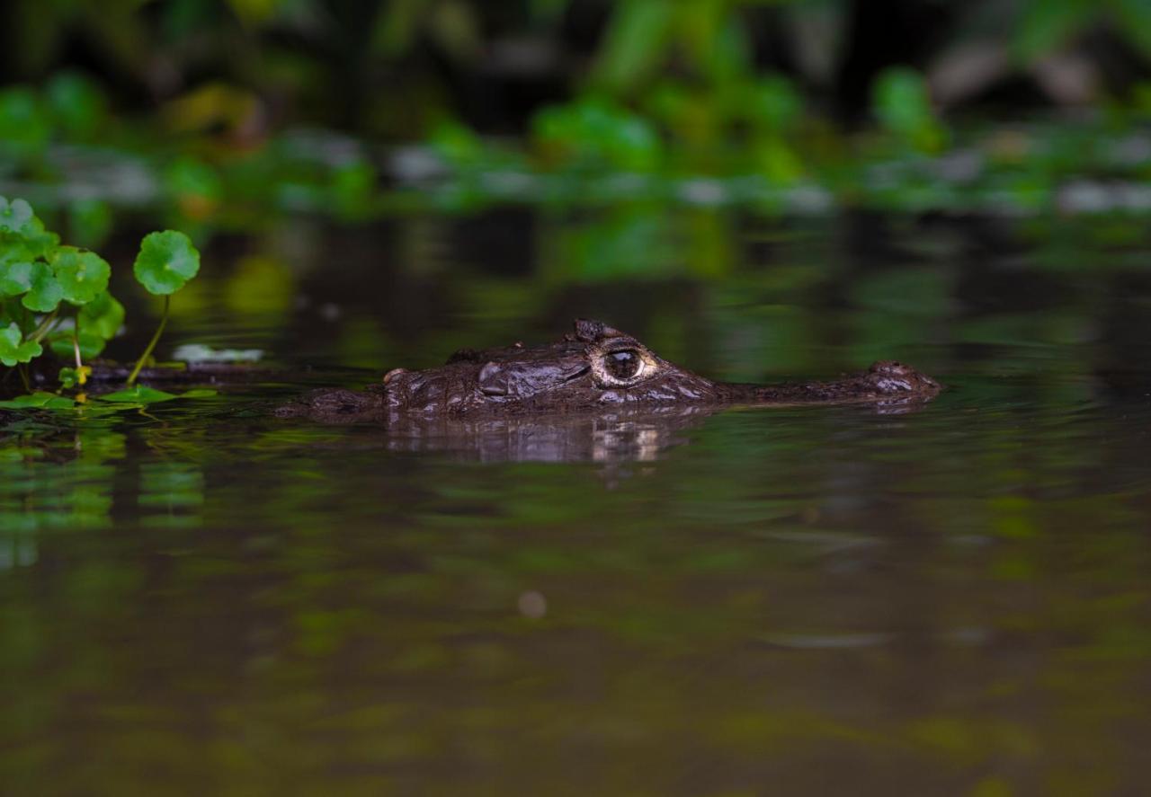 Appartamento The Corner House Tortuguero Esterno foto