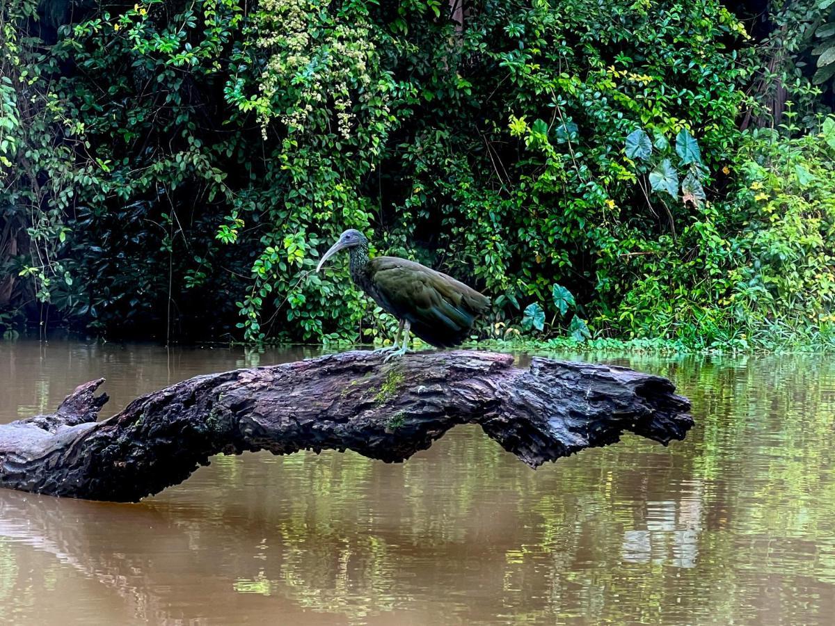 Appartamento The Corner House Tortuguero Esterno foto