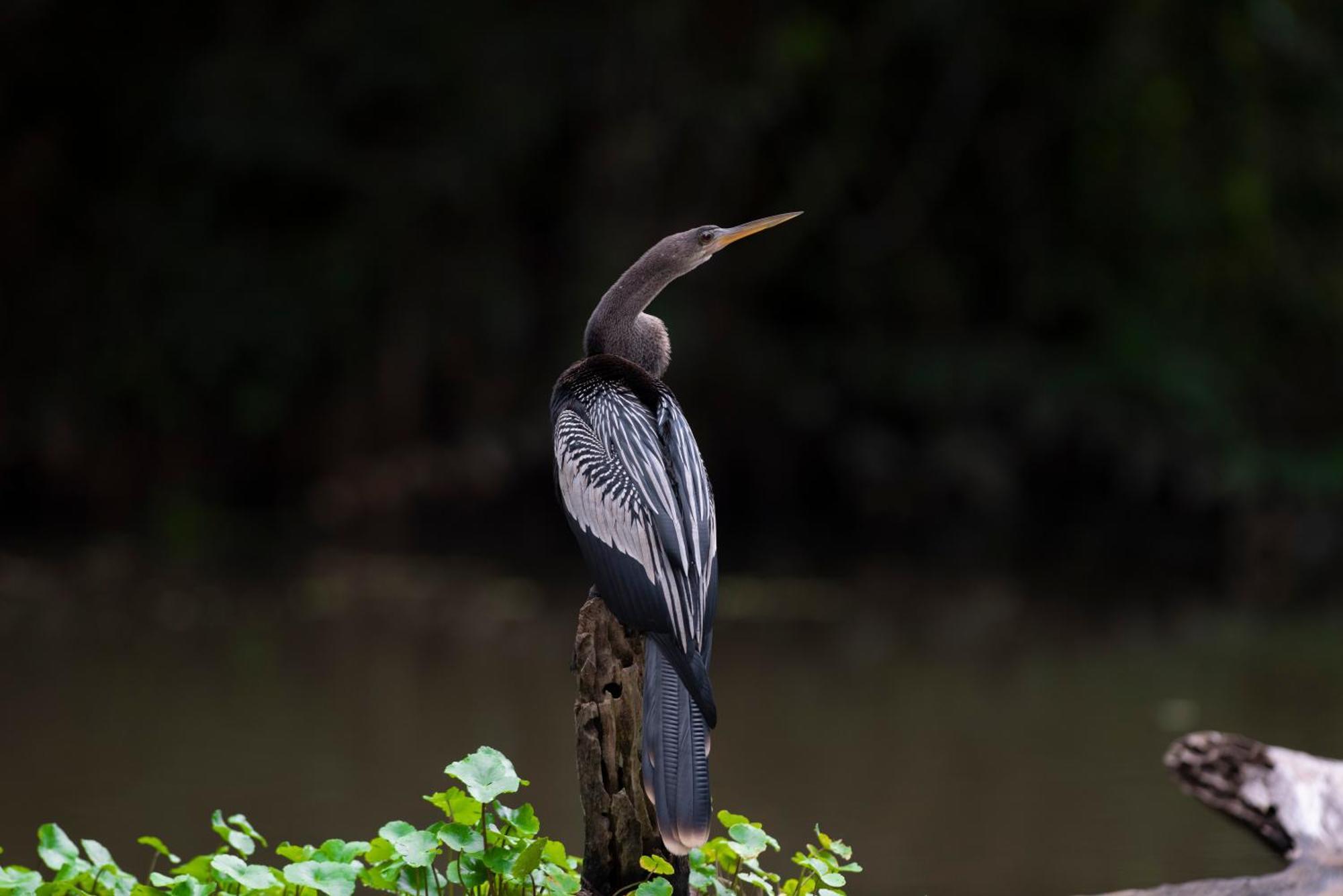 Appartamento The Corner House Tortuguero Esterno foto
