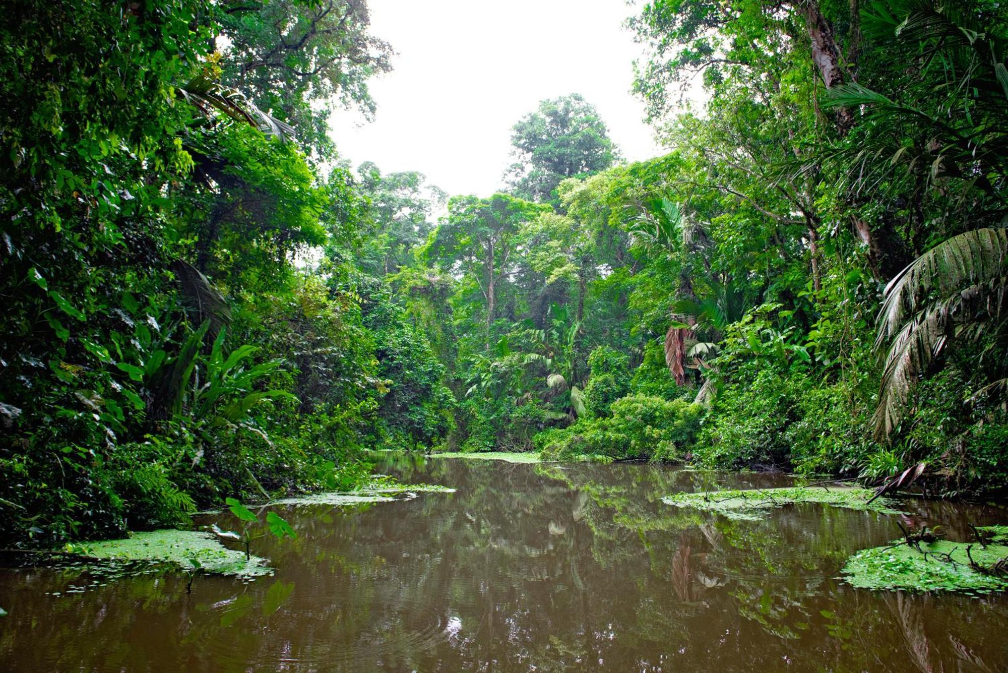 Appartamento The Corner House Tortuguero Esterno foto